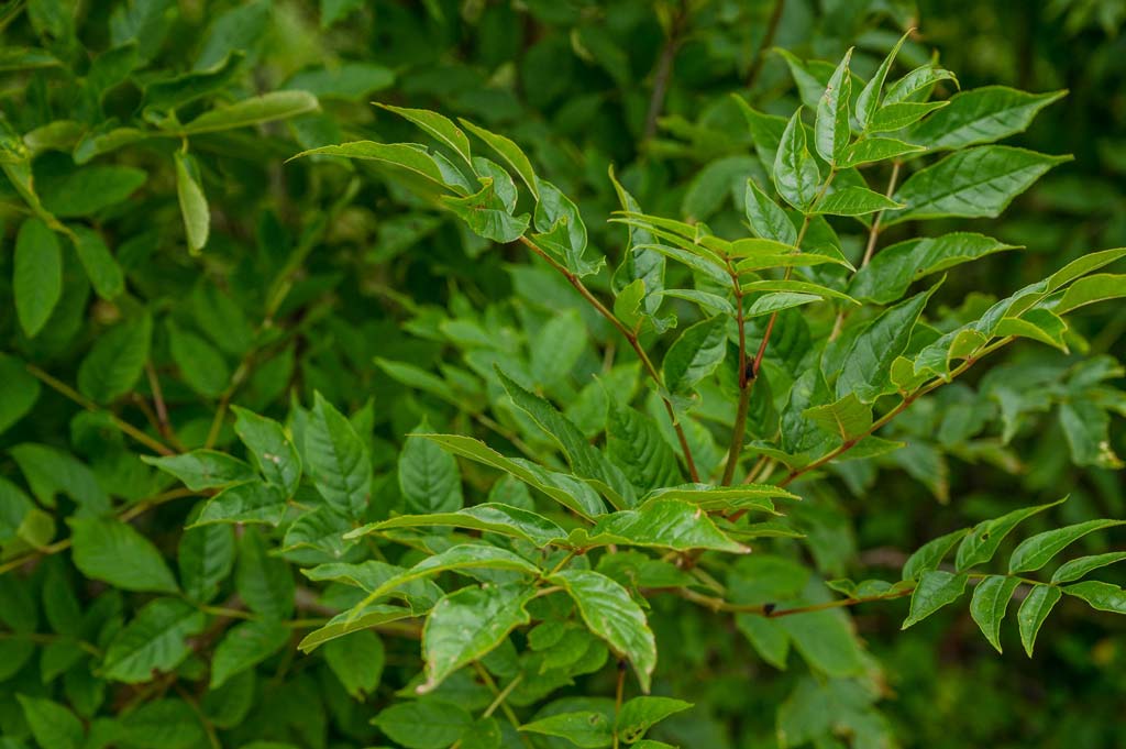 sortie nature plantes sauvages