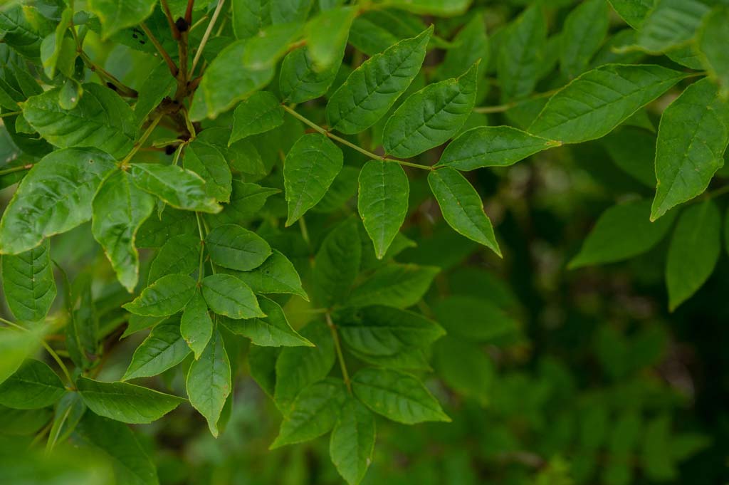 sortie nature plantes sauvages