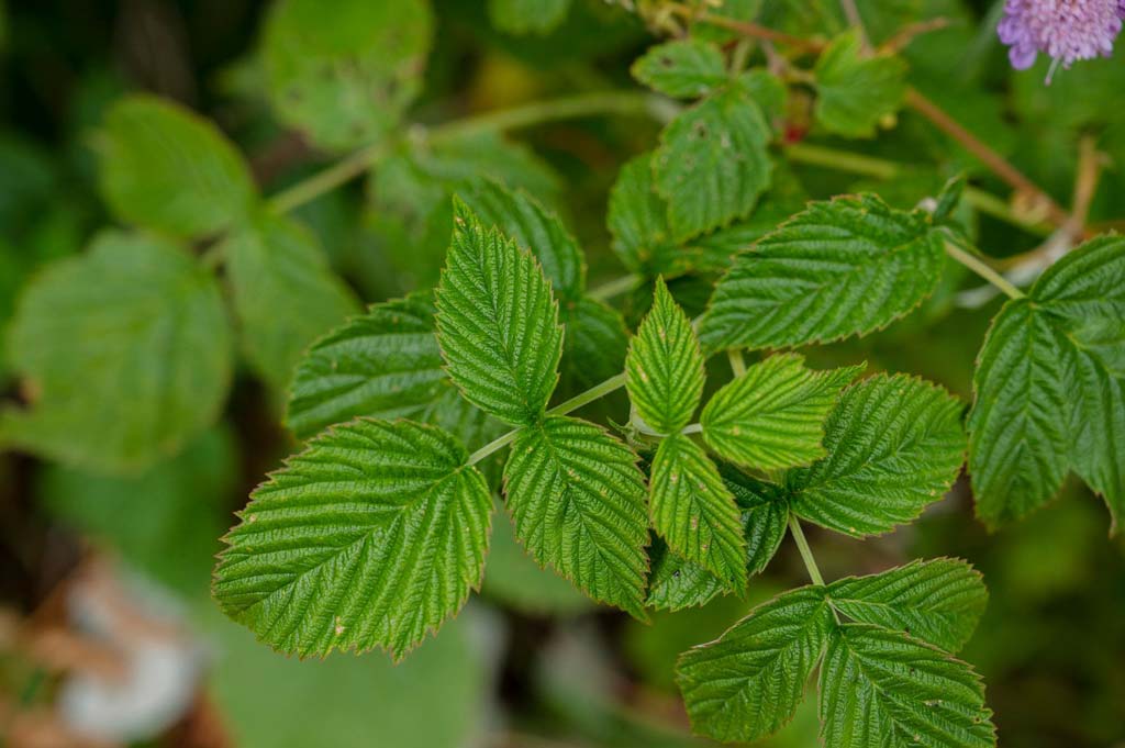 sortie nature plantes sauvages