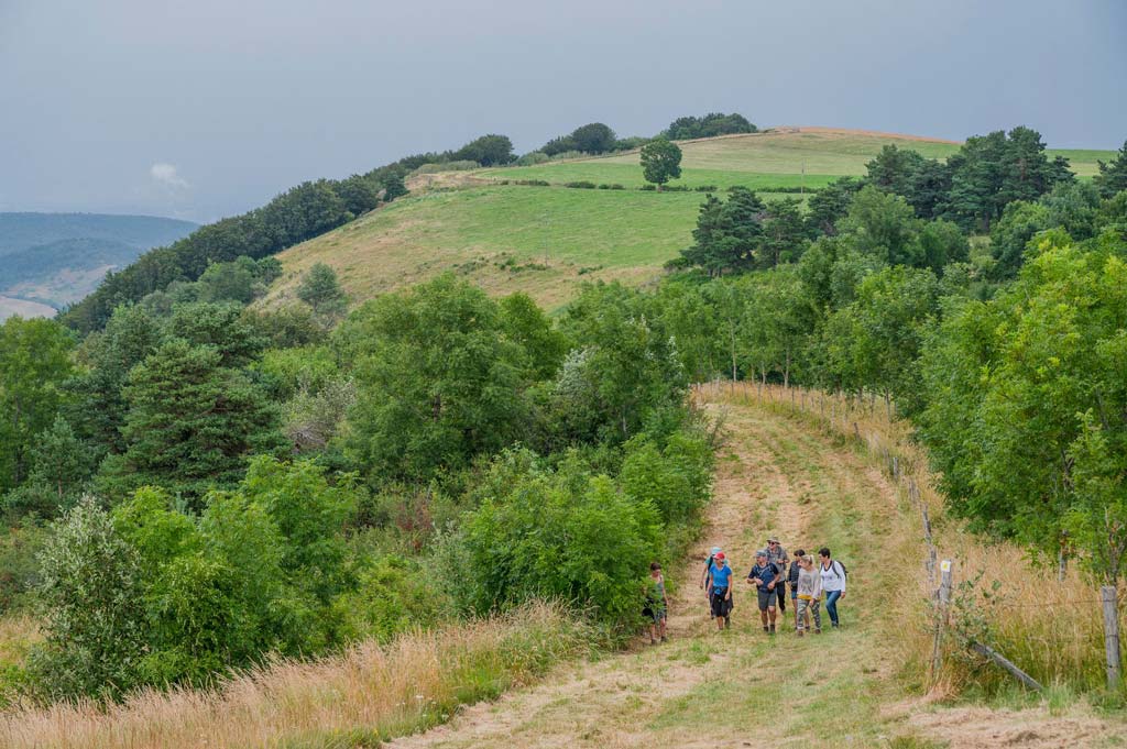 sortie nature plantes sauvages