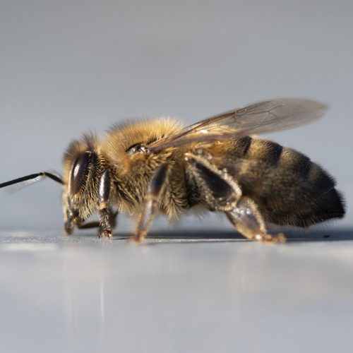 produits bio de la ruche