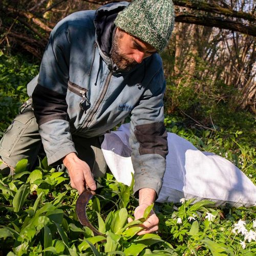 cueillette de plante médicinales