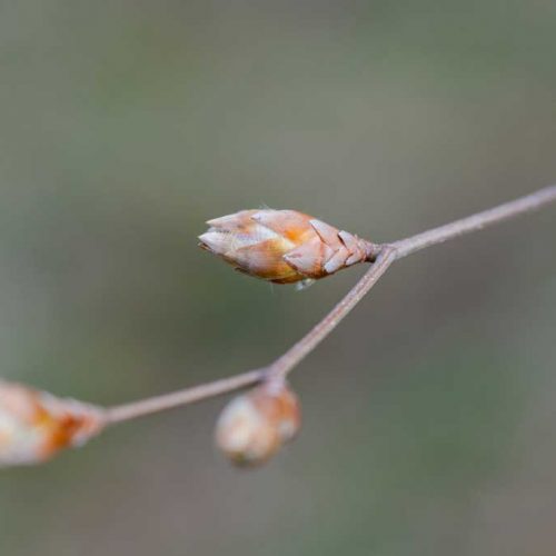 plantes médicinales